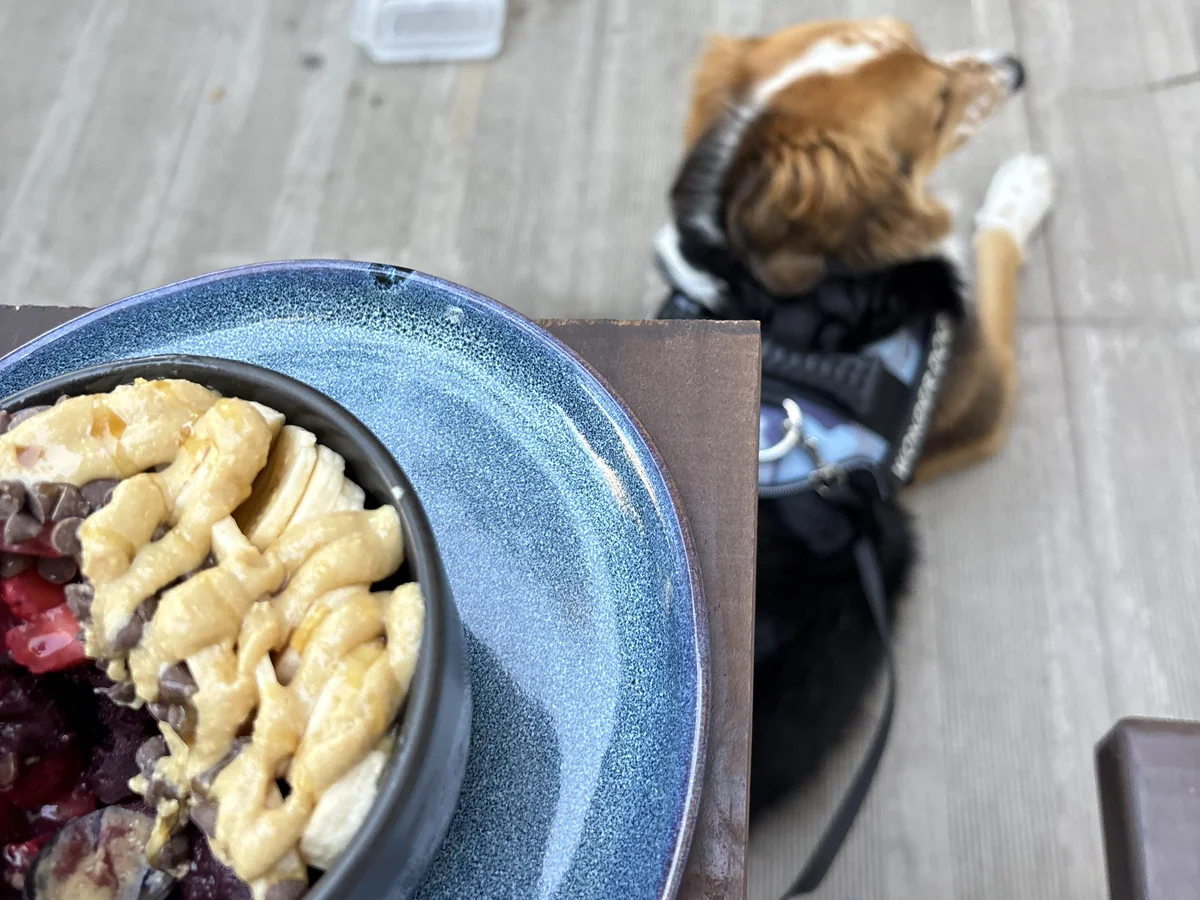 Mascota esperando junto a la mesa, TERRA açaí es pet friendly